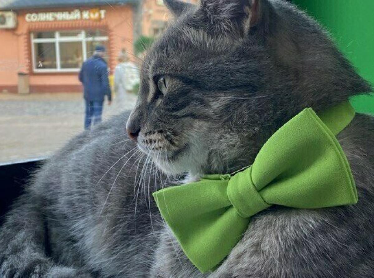 Sergey the cat, the best employee of the Zelenogradsk store, united hundreds of people